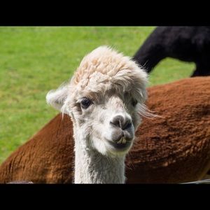 Meet your Posher, Monique